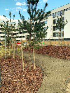 Bucuria de a planta arbori